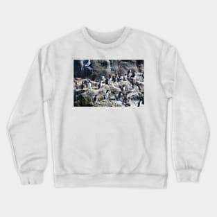 Guillemot Rock - Farne islands, Northumberland Crewneck Sweatshirt